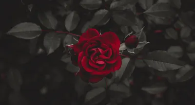 緋紅亭閣Scarlet Pavilion官方網站