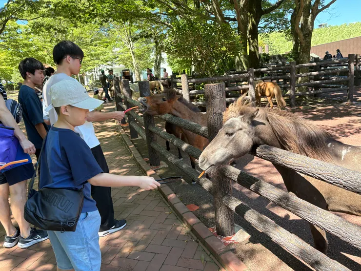 餵食動物