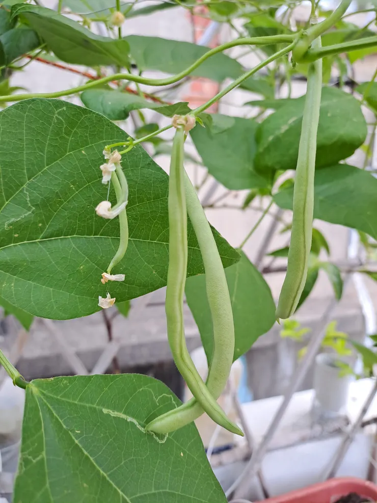 超市買的四季豆，曬了4顆豆子，結果令人滿意