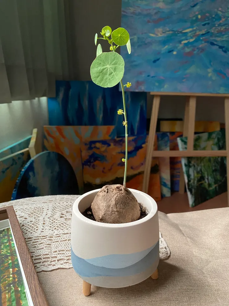 2021年的可愛小龜