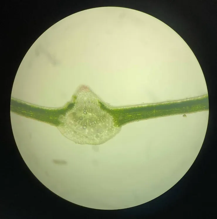 Cross Section of leaf of Acer oliverianum var. nakaharai (100x)