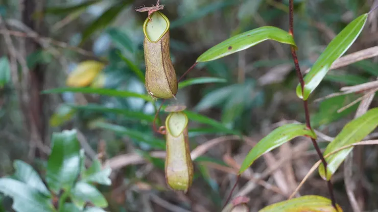 沿著山路的捕蠅草
