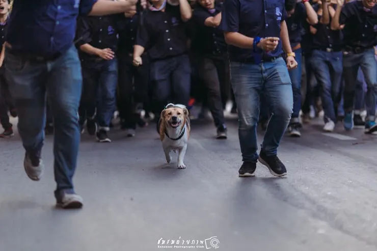 詢問度高漲的校犬