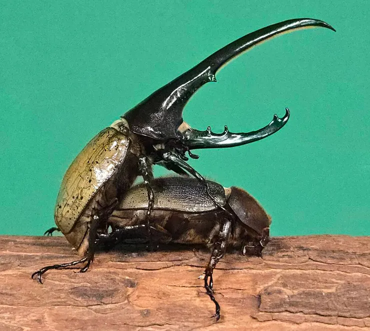 峰甲蟲提供(非紀錄蟲體)