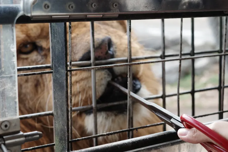 但咬下食物時，又有點可愛，像隻大貓