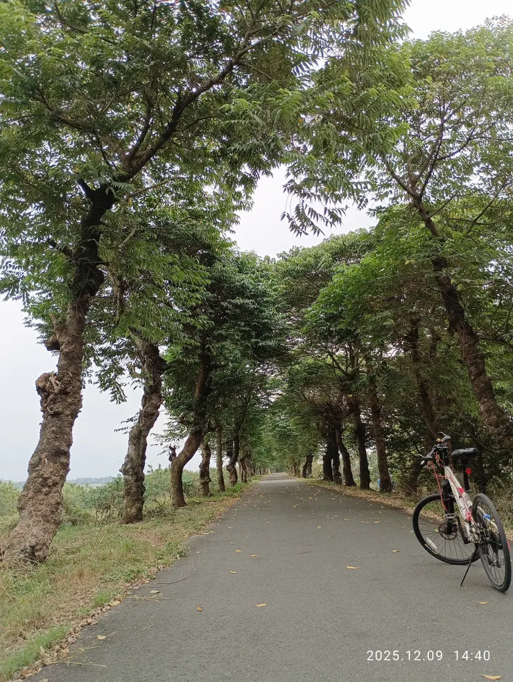 綠籠長堤山黃麻