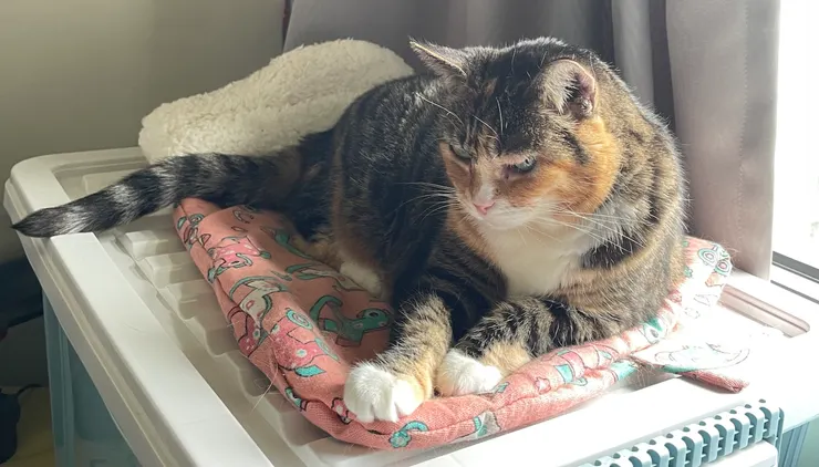 長照照護腎貓冬冬，正舒服的躺在喜歡的睡墊上曬太陽。