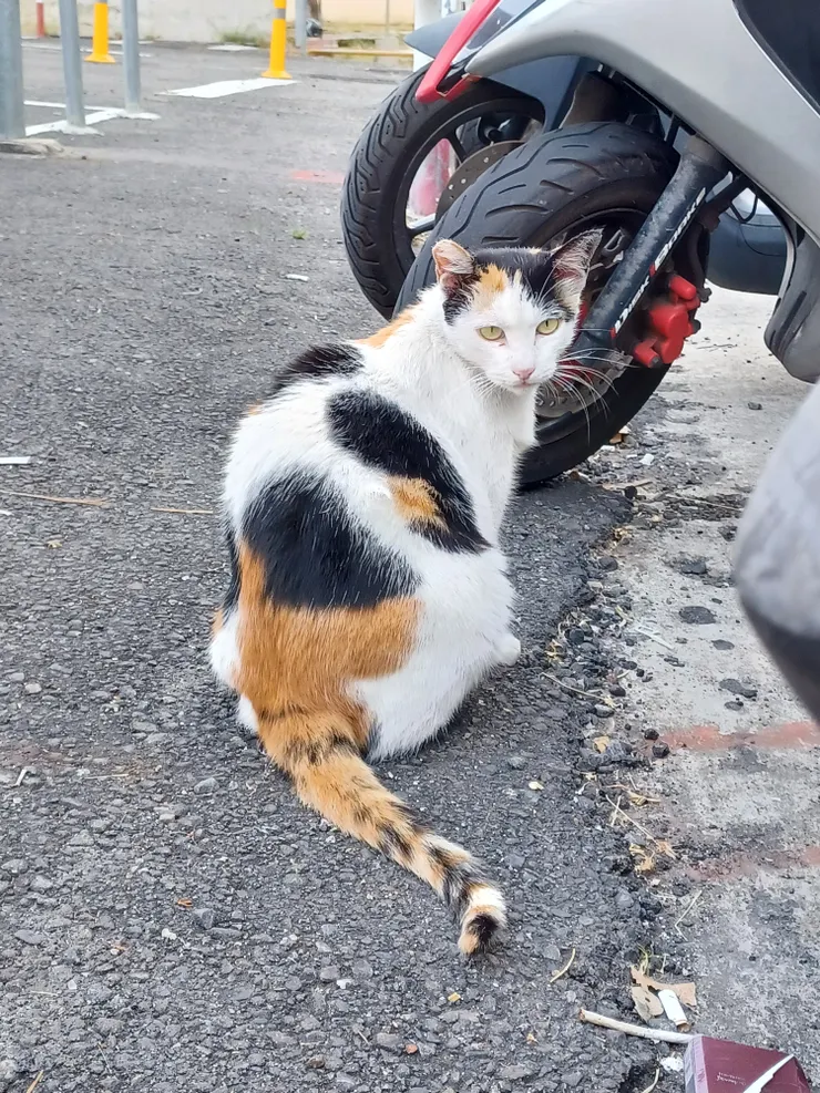 原本睡在我的車上,結果被我趕下車,沒睡醒的臉XD