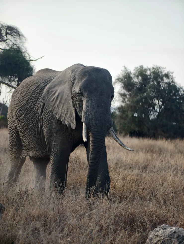 我後面一直盯著象牙想知道牠是左撇子還是右撇子