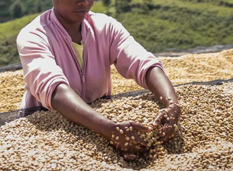 衣索比亞的水洗處理，是農民將成熟的櫻桃運送到清洗站，在那裡進行分類和製漿。製漿後，將咖啡豆發酵36至48小時，然後洗滌。將帶著羊皮紙的濕豆，薄薄的鋪在高架床上乾燥。在乾燥過程中，前幾天每2至3個小時翻轉一次。