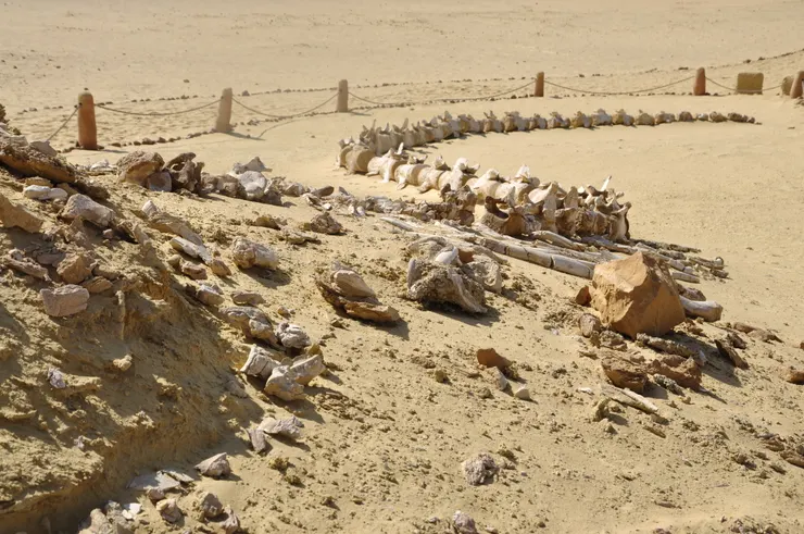 鯨魚骨園區內隨處可見的鯨魚化石