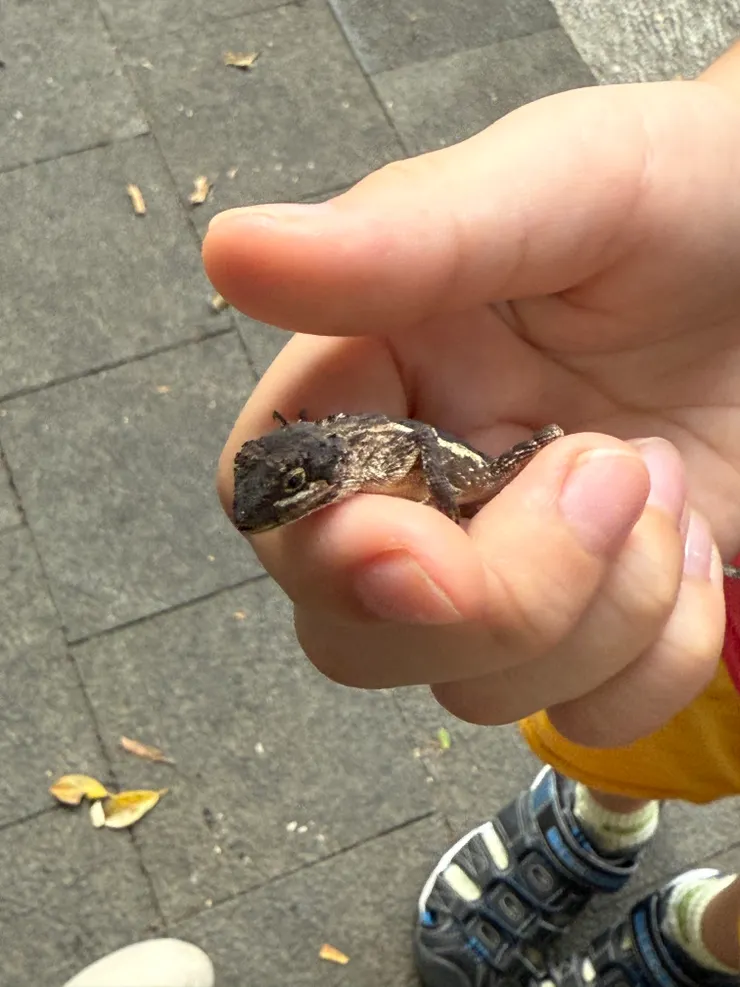 2025/09/29 山上壁虎