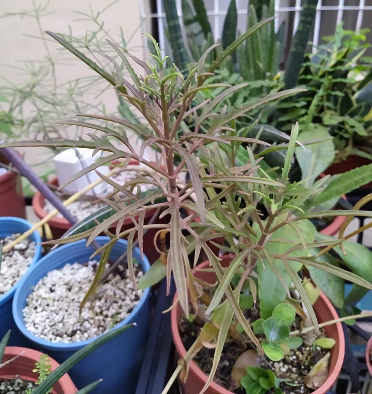 我以前種的小燈籠草