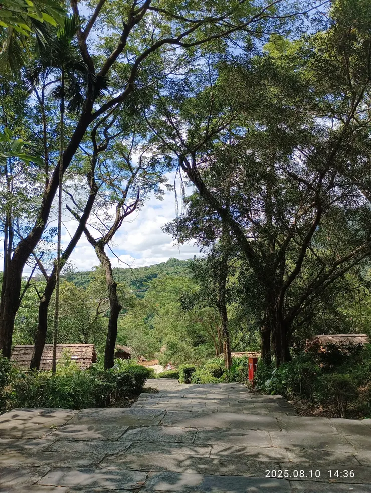 影醉步搖（風半酣樹影醉腳步著地搖晃著）