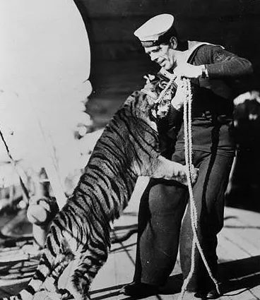 肯特號攜帶的孟加拉虎