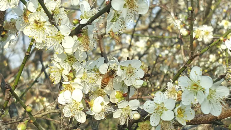 梅花不以繁密為美，在嘉義種梅多年，透過近距離觀察梅花的生長，才對古人所說的美感有一些體會。