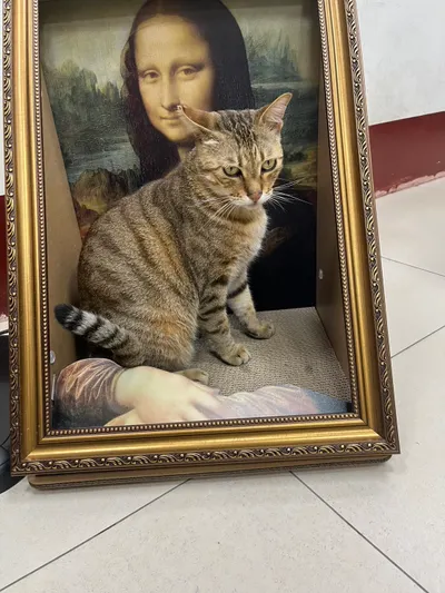 出門打獵難得回家會給貓主子準備什麼禮物🐈‍⬛˚🐾₊⁺★