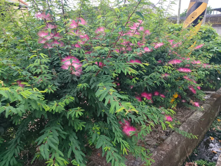 整株高度超過100公分