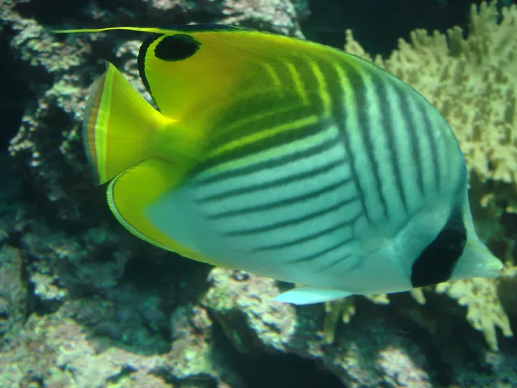 飄浮蝶魚背鰭末端的假眼點可減少魚受到致命性攻擊的機率