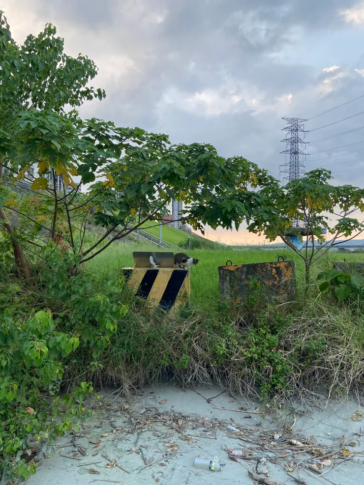 珍珍所說的小白