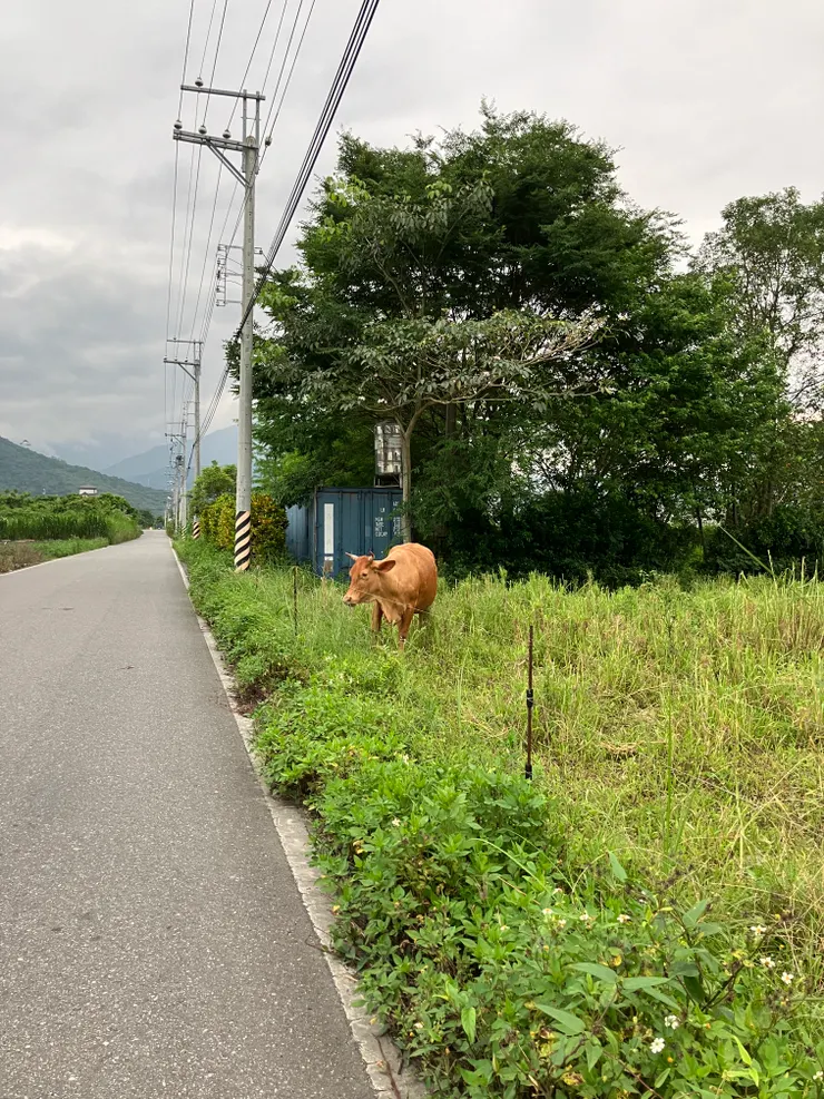壽豐鄉的牛