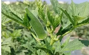 開完花後即開始結果實,此圖可以看到果實下面還有咖啡色的部分就是花藥喔!