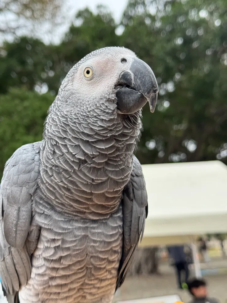 通常都跟人類玩耍的Hero