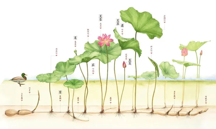 荷花的地下莖俗稱「蓮藕」，其型態就如竹子的地下莖呈「鞭狀」，橫向生長於泥土中，並從節處生長出各自獨立的葉與花來。