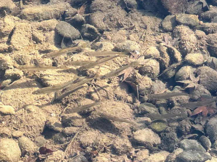 引入自然水源的水池可看見小型溪魚