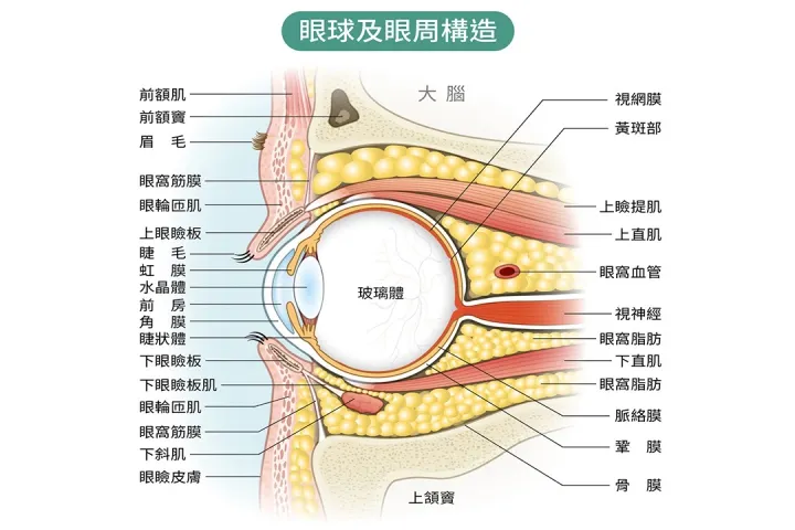 瞳孔背面是玻璃體來著