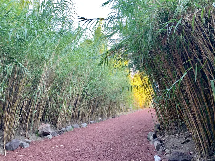 綠竹夾道的美麗步道。