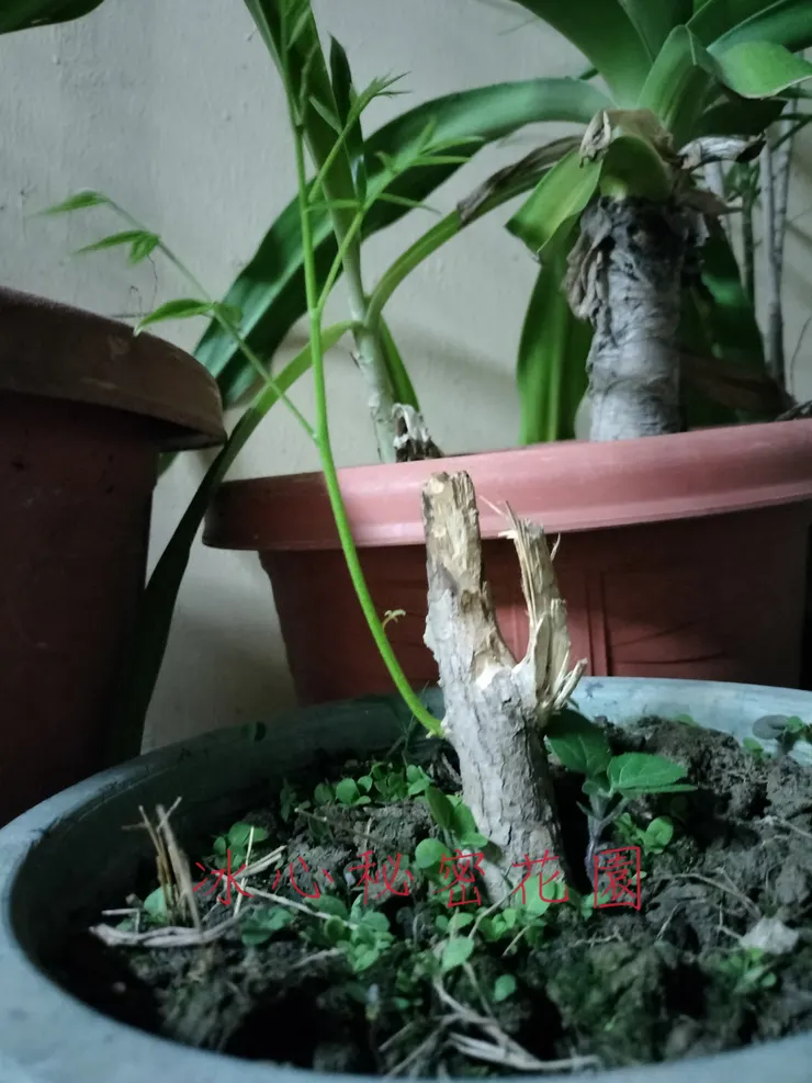 冰心密秘花園（自拍自種）