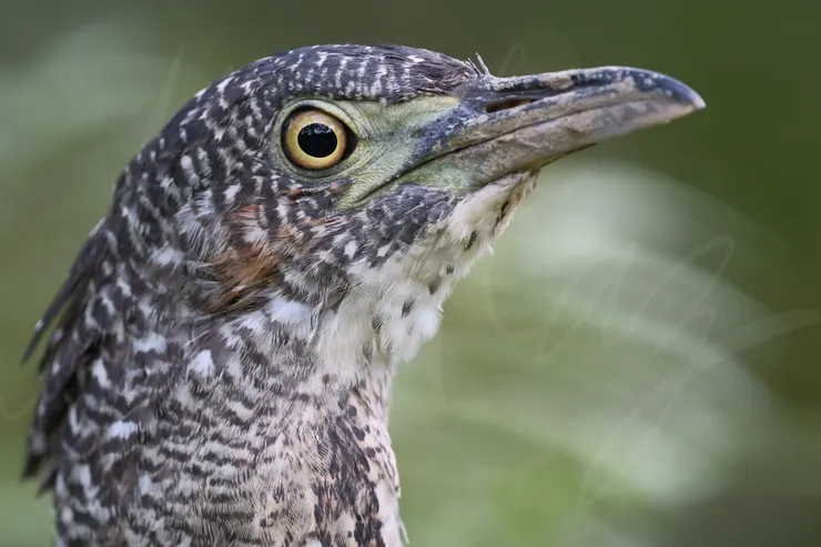 F5.6 1/125 ISO2000 相機:X-H2s