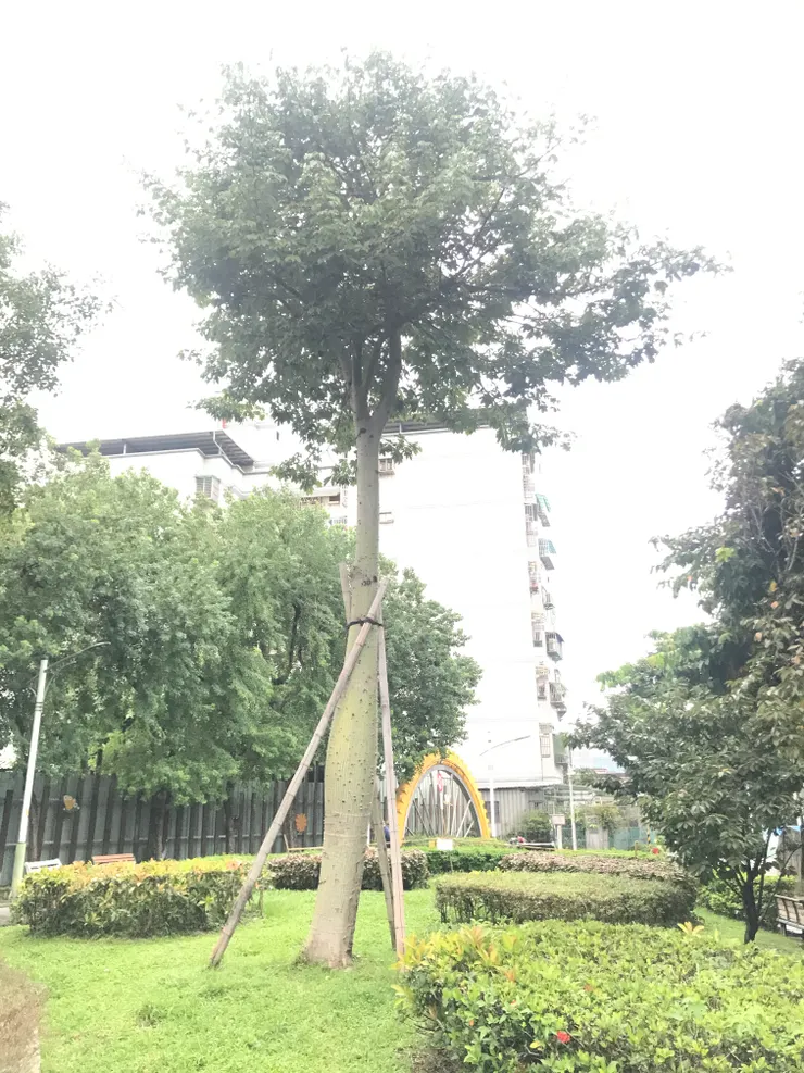 新莊建安公園大美人樹