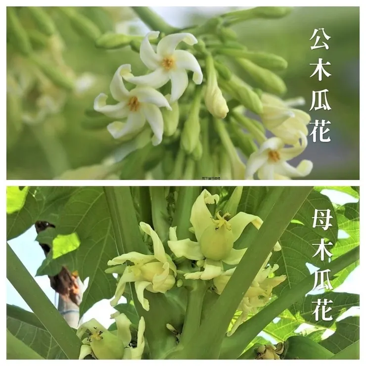 公木瓜花與母木瓜花 型態對比明顯