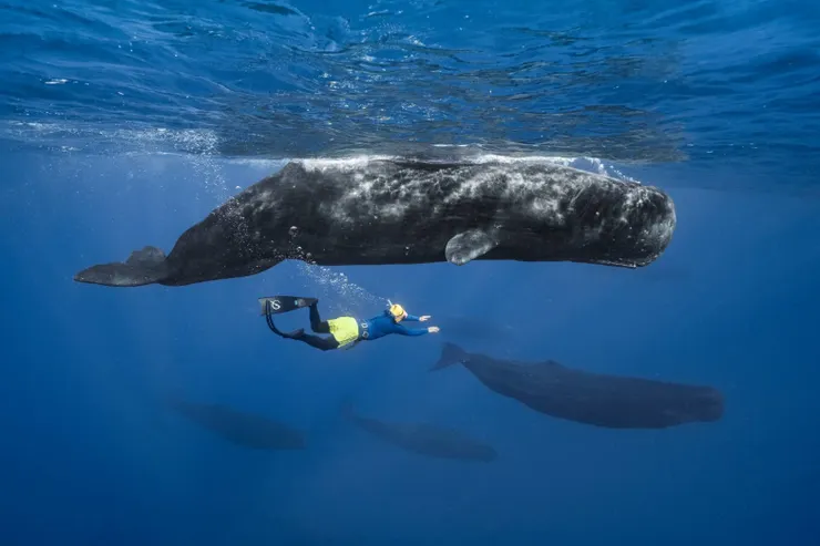 彈頭興奮透露，根據過往生態紀錄，能親身在水下見證並拍到分娩全程的案例屈指可數。（圖：美秀創意)