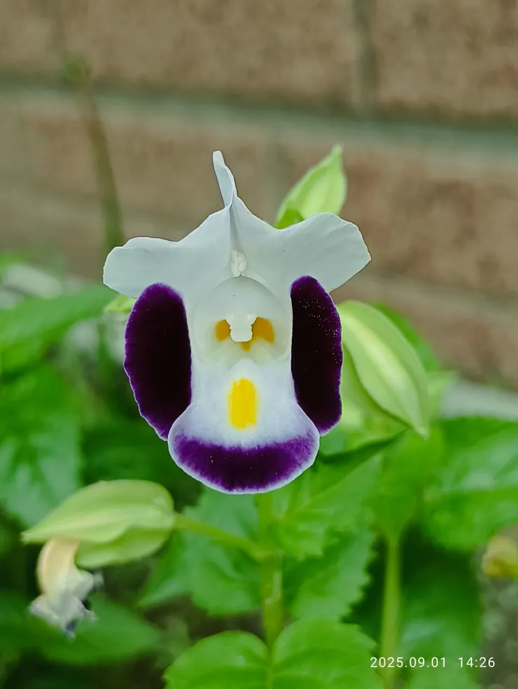 夏堇，又名藍豬耳，雀仔花等，顏色諸多