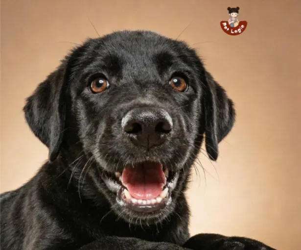 你也知道錯喔?下次不敢了對不對? Petlogic寵物邏輯