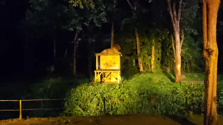 獅子-真有王者風範