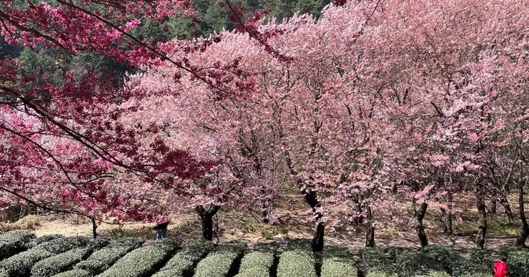 武陵櫻花盛開