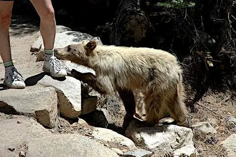 在再打個岔: 跟朋友登山碰到的真實畫面。