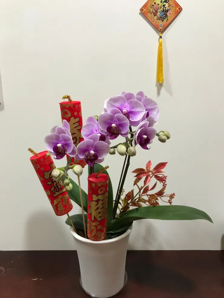 去年過年前買的蝴蝶蘭，少部分花苞未開花，大部分則是已開花的狀態