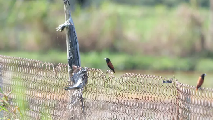 黑頭文鳥 Chestnut Munia