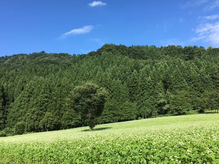 某年九月的八海山雪室旁蕎麥田，白色的花好可愛～