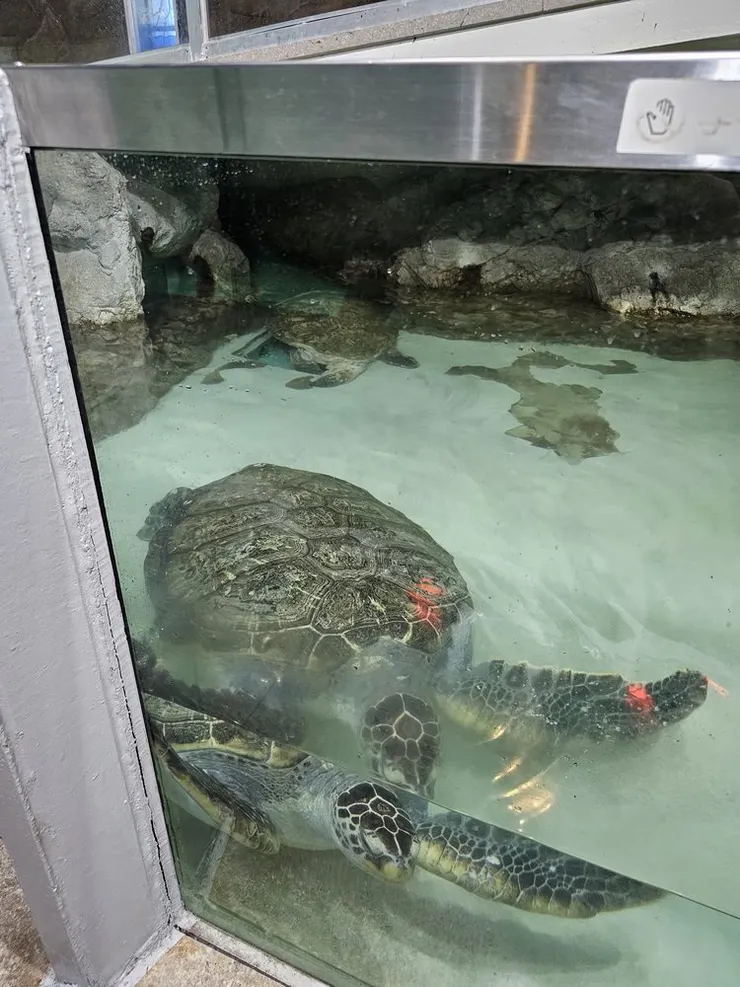 還有兩隻海龜在小小的池子裡