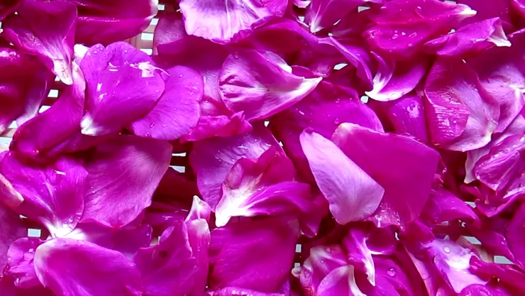 似曾相識，仿若夢裡