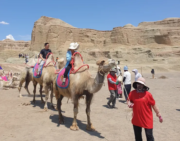 在此騎乘駱駝很有沙漠風情