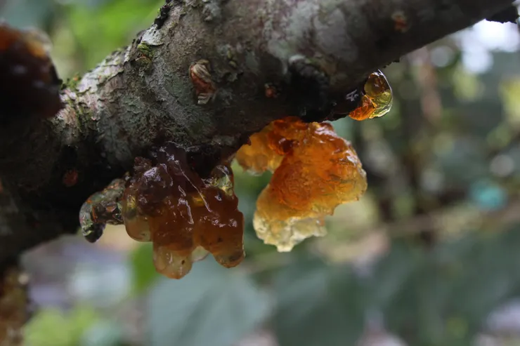桃樹天然樹脂凝結成的桃膠，人稱「桃花淚」