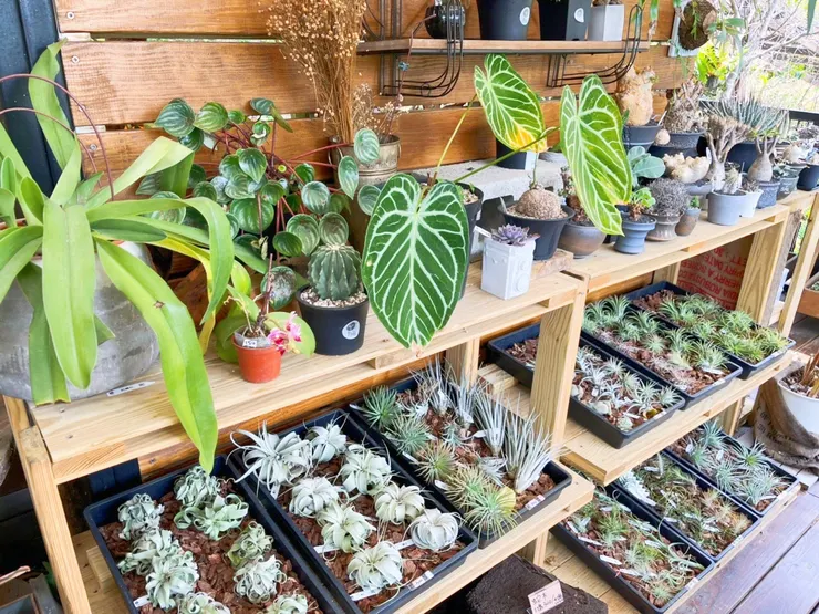 復興食農臉書,療癒小盆栽