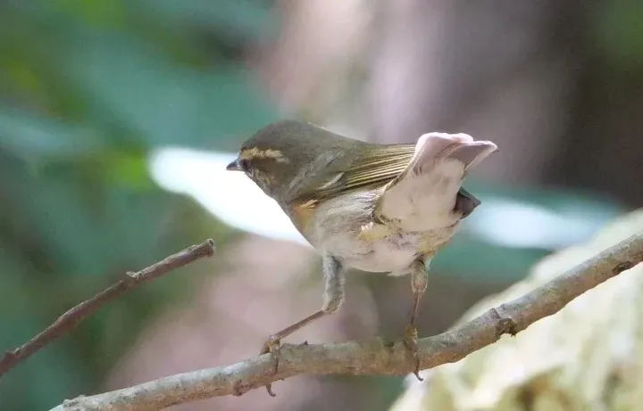 極北的白色屁屁